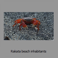 Rakata beach inhabitants